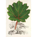 Reproductie van het schilderij Gunnera brephogea - Charles Antoine Lemaire