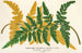 Gymnogramma Laucheana var gigantea - Charles Antoine Lemaire — weergave van het kunstwerk