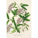 Hardenbergia Makoyana hybrida - Charles Antoine Lemaire — weergave van het kunstwerk