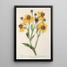 Reproductie van het schilderij Helenium atropurpureum var. grandicephalum - Charles Antoine Lemaire