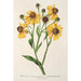 Reproductie van het schilderij Helenium atropurpureum var. grandicephalum - Charles Antoine Lemaire