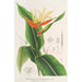 Heliconia aurantiaca - Charles Antoine Lemaire — weergave van het kunstwerk