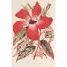 Reproductie van het schilderij Hibiscus en beter Ibiscus Cooperi - Charles Antoine Lemaire
