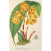 Houlletia chrysantha - Charles Antoine Lemaire — weergave van het kunstwerk