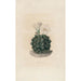 Iconografie beschrijvend van de cactussen Pl06 - Charles Antoine Lemaire — weergave van het kunstwerk