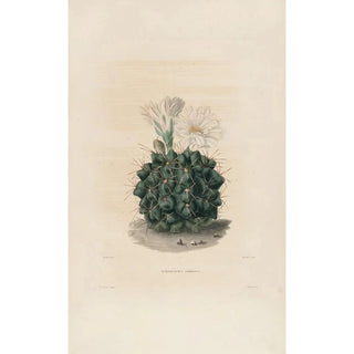 Charles Antoine Lemaire - Iconographie descriptive des cactees Pl06.webp