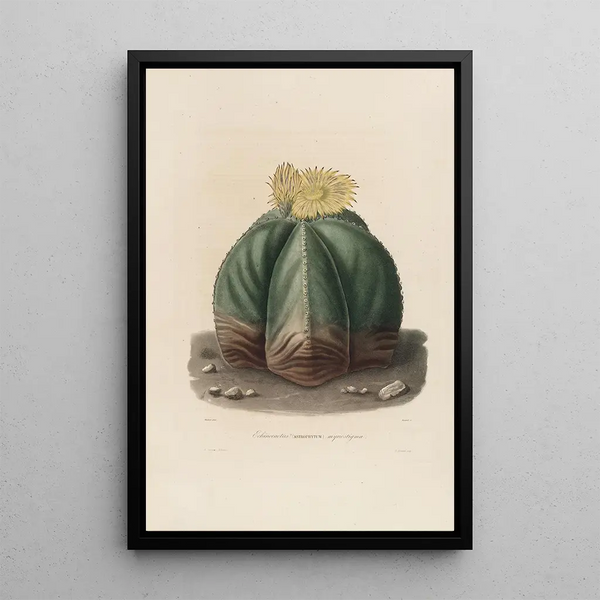 Charles Antoine Lemaire - Iconographie descriptive des cactees Pl07.webp