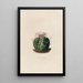 Reproductie van het schilderij Iconografie beschrijvend van de cactussen Pl09 - Charles Antoine Lemaire