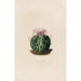 Reproductie van het schilderij Iconografie beschrijvend van de cactussen Pl09 - Charles Antoine Lemaire