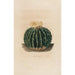 Iconografie beschrijvend van de cactussen Pl10 - Charles Antoine Lemaire — weergave van het kunstwerk