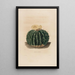 Iconografie beschrijvend van de cactussen Pl10 - Charles Antoine Lemaire — ingelijst kunstwerk aan de muur
