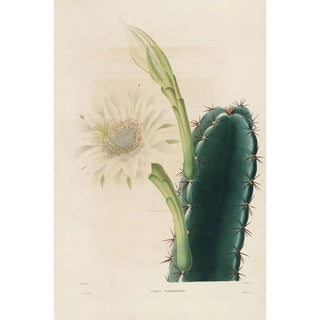 Charles Antoine Lemaire - Iconographie descriptive des cactees Pl11.webp