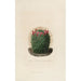 Iconografie beschrijvend van de cactussen Pl12 - Charles Antoine Lemaire — weergave van het kunstwerk