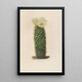 Reproductie van het schilderij Iconografie beschrijvend van de cactussen Pl13 - Charles Antoine Lemaire
