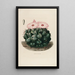 Reproductie van het schilderij Iconographie descriptive des cactus Pl14 - Charles Antoine Lemaire