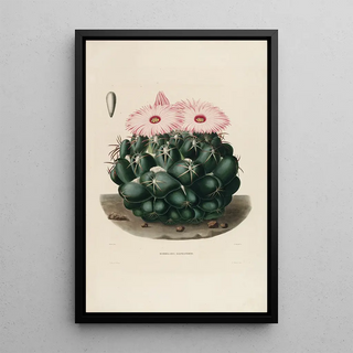 Charles Antoine Lemaire - Iconographie descriptive des cactees Pl14.webp