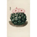Reproductie van het schilderij Iconographie descriptive des cactus Pl14 - Charles Antoine Lemaire