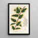 Ilex aquifolium - Charles Antoine Lemaire — ingelijst kunstwerk aan de muur