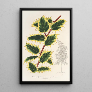 Charles Antoine Lemaire - Ilex aquifolium.webp