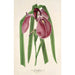 Iris Kaempferi Siebold - Charles Antoine Lemaire — weergave van het kunstwerk