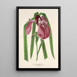 Charles Antoine Lemaire - Iris Kaempferi Siebold.webp