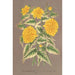 Reproductie van het schilderij Kerria japonica var fol argenteovariegatis - Charles Antoine Lemaire