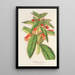 Reproductie van het schilderij Kohleria lanata - Charles Antoine Lemaire