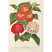 Keuze van lantana's - Charles Antoine Lemaire — weergave van het kunstwerk