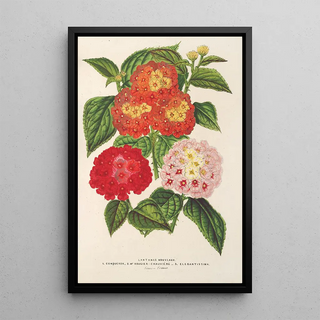 Charles Antoine Lemaire - Lantanas choix de.webp