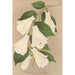 Lapageria rosea R en P var albiflora - Charles Antoine Lemaire — weergave van het kunstwerk