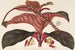 Ledenbergia roseonea - Charles Antoine Lemaire — weergave van het kunstwerk