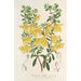 Reproductie van het schilderij Lepidostemon penstemonoides Penstemon Lobbii - Charles Antoine Lemaire