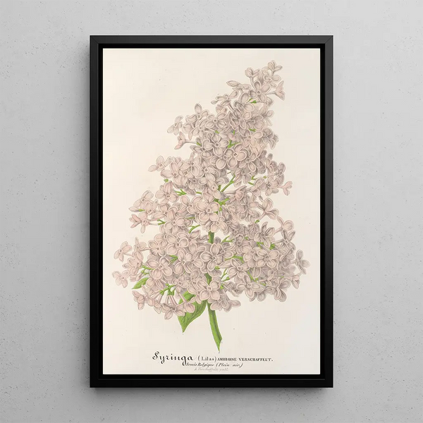 Charles Antoine Lemaire - Lilas Ambroise Verschaffett.webp