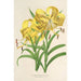 Reproductie van het schilderij Lilium Leichtlinii - Charles Antoine Lemaire