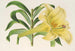 Lilium neilgherricum - Charles Antoine Lemaire — weergave van het kunstwerk