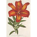 Lilium formosum - Charles Antoine Lemaire — weergave van het kunstwerk