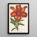 Lilium formosum - Charles Antoine Lemaire — ingelijst kunstwerk aan de muur