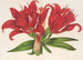 Lilium fulgens Ch Morr var staminosum - Charles Antoine Lemaire — weergave van het kunstwerk
