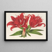 Lilium fulgens Ch Morr var staminosum - Charles Antoine Lemaire — ingelijst kunstwerk aan de muur