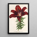 Reproductie van het schilderij Lilium haematochroum hybridum - Charles Antoine Lemaire