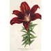 Reproductie van het schilderij Lilium haematochroum hybridum - Charles Antoine Lemaire