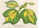 Liriodendron tulipifera - Charles Antoine Lemaire — weergave van het kunstwerk