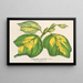 Liriodendron tulipifera - Charles Antoine Lemaire — ingelijst kunstwerk aan de muur