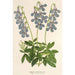 Lobelia coronopifolia - Charles Antoine Lemaire — weergave van het kunstwerk
