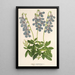 Lobelia coronopifolia - Charles Antoine Lemaire — ingelijst kunstwerk aan de muur