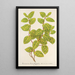 Reproductie van het schilderij Lonicera brachypoda var fol aureovariegatis - Charles Antoine Lemaire