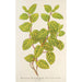 Reproductie van het schilderij Lonicera brachypoda var fol aureovariegatis - Charles Antoine Lemaire