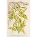 Lonicera periclymenum aureum - Charles Antoine Lemaire — weergave van het kunstwerk