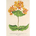 Reproductie van het schilderij Lonicera sempervirens Plantierensis - Charles Antoine Lemaire