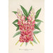 Reproductie van het schilderij Lupinus insignis hybridus - Charles Antoine Lemaire